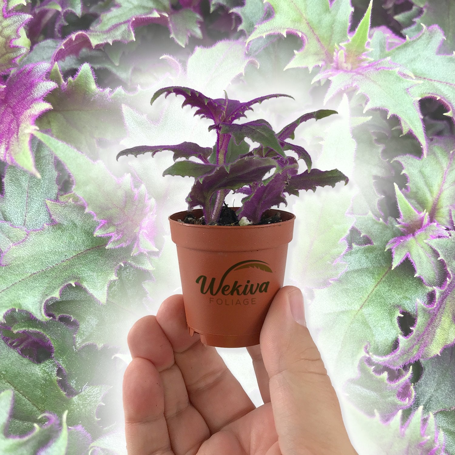 purple passion indoor plant Purple Passion Plant - Royal Velvet Plant - Live Starter Plants in 2 Inch Pots - Gynura Aurantica
