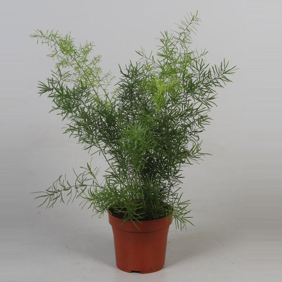 Asparagus Fern Assortment - 3 Live Plants in 4 inch Pots - Rare and Exotic Ferns from Florida - Beautiful Clean Air Indoor Outdoor Ferns