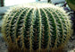 Ball Cactus - Live Plants in 4 Inch Pots - Parodia Magnifica - Beautiful and Unique Cactus Succulent