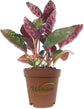Royal Red and Purple Variety Pack - 4 Live Starter Plants in 2 Inch Pots - Beautiful Rare Purple and Red Houseplants