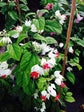 Bleeding Heart Vine with Trellis - Live Plant in a 10 Inch Pot - Clerodendrum - Florist Quality Indoor Outdoor Flowering Vine from Florida