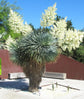 Silver Yucca - Live Plant in a 1 Gallon Growers Pot - Yucca Rostrata - Rare Outdoor Ornamental Slow Growing Evergreen Tree