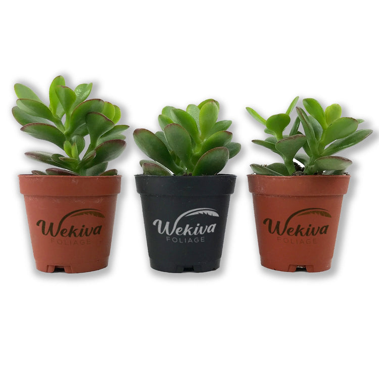 mini leaf jade plant care Mini Leaf Jade Plant - Live Starter Plants in 2 Inch Pots - Portulacaria Afra