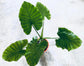 Alocasia - 4 Live Starter Plants in 2 Inch Pots - Alocasia - Florist Quality Air Purifying Indoor Plant - Nature&