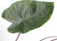 Colocasia Elephant Ear Plant - 4 Live Starter Plants - Colocasia Esculenta - Beautiful Large Leaf Foliage Starter Multipack