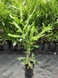 Beaumont Macadamia Nut Tree - Live Plants in 1 Gallon Pots - Macadamia Integrifolia - Edible Nut Tree for Gardens
