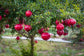 Pomegranate Tree - Live Starter Plants in 2 Inch Growers Pot - Punica Granatum - Edible Fruit Bearing Tree for The Patio and Garden