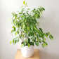 Ficus Tree - Live Starter Plants in 2 Inch Pots - Stunning Easy Care Interior Houseplant