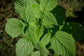 Raspberry Plant - Live Plants in 2 Inch Pots - Grow Your Own Fruits - Garden Or Patio