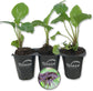 Black Bat Flower - Live Starter Plants in 2 Inch Pots - Tacca Chantrieri - Not in Bloom When Shipped - Extremely Rare and Exotic Flowering Plant
