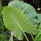 Alocasia - 4 Live Starter Plants in 2 Inch Pots - Alocasia - Florist Quality Air Purifying Indoor Plant - Nature&