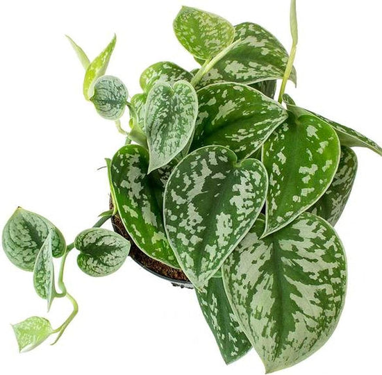 Satin Pothos - Live Plant in a 4 Inch Pot - Scindapsus Pictus - Elegant Indoor Houseplants Straight from The Nursery