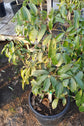 Brewster Lychee Tree - Live Tree in a 3 Gallon Pot - Litchi Chinensis &