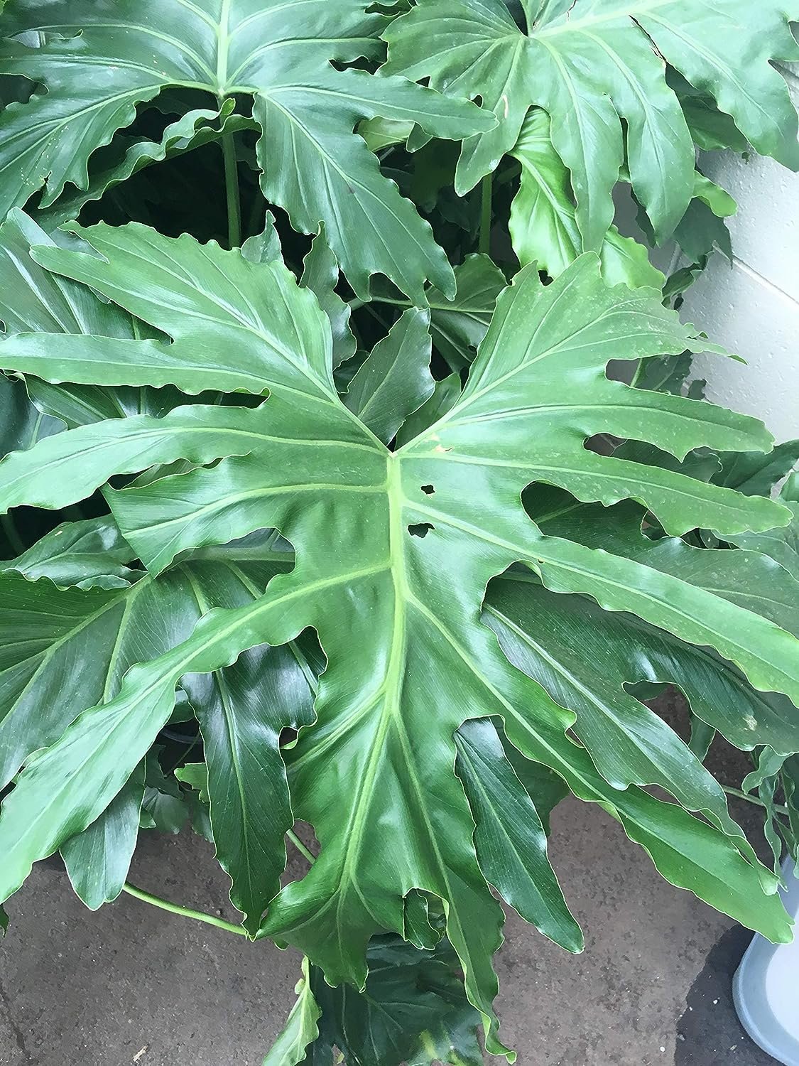 frilly leaf philodendron Split-Leaf Philodendron - Live Plant in a 3 Gallon Growers Pot - Philodendron Selloum