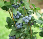 Blueberry Plant - Live Plant in a 2 inch Growers Pot - Vaccinium - Edible Fruit Bearing Tree for The Patio and Garden