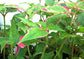 Party Time Plant - Live Plants in 4 Inch Pots - Alternanthera ficoidea ‘Party Time’ - Extremely Rare and Elegant Indoor Houseplant
