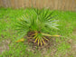 Carnavon Gorge Palm - Live Plants in 4 Inch Growers Pot - Livistona Nitida - Rare Ornamental Palms of Florida