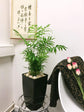 Neanthe Bella Parlor Palm - Live Plants in 4 Inch Pots - Chamaedorea Elegans - Beautiful Clean Air Indoor Houseplant