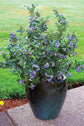 Blueberry Plant - 4 Live Starter Plants - Vaccinium - Edible Fruit Bearing Tree for The Patio and Garden