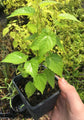 Everbearing Mulberry Tree - 3 Live Tissue Culture Starter Plants - Edible Fruit Tree for The Patio and Garden