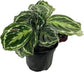 Rare Calathea Indoor Houseplant Multi-Pack - 3 Live Plants in 4 Inch Pots - Calathea Rufibarba - Calathea Freddie - Calathea Medallion - Rare and Beautiful Air Purifying Indoor Plants