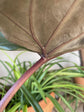 Alocasia - 4 Live Starter Plants in 2 Inch Pots - Alocasia - Florist Quality Air Purifying Indoor Plant - Nature&