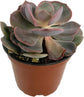 Artisan Grown Succulent Collection – 10 Live Succulent Plants in 4 Inch Pots – Growers Choice - Hand-Picked for Beauty – Perfect Plant Assortment for Indoors or Outdoors