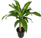 Dracaena Mass Cane - Live Plants in 6 Inch Pots - Dracaena Fragrans &