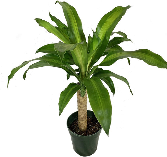 Dracaena Mass Cane - Live Plants in 6 Inch Pots - Dracaena Fragrans &