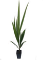 High Plateau Coconut Palm - Live Plants in 4 Inch Pots - Beccariophoenix Alfredii - Extremely Rare Ornamental Cold Hardy Coconut Palm