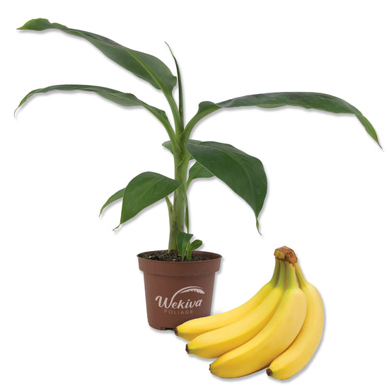 Banana Tree - Live Plant in a 4 Inch Growers Pot - Grower&