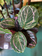 Calathea Prayer Plant - Live Plant in a 2 Inch Pot - Starter Plants - Beautiful and Elegant Easy Care Indoor Houseplants from The Nursery