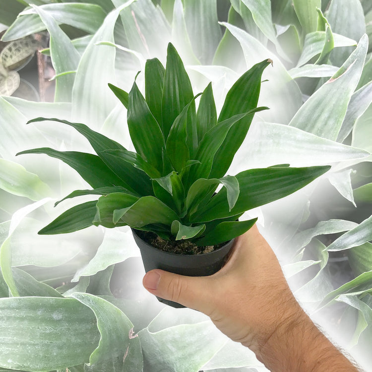 dracaena janet craig compacta care Dracaena Janet Craig Compacta - Live Plant in a 4 Inch Pot