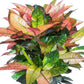 Croton Iceton - Live Plant in a 3 Gallon Pot -Codiaeum Variegatum &