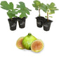 Fig Tree - 4 Live Starter Plants - Ficus Carica - Edible Fruit Tree for The Patio and Garden