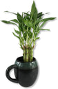 Lucky Indoor Bamboo - Live Plants - Ships Bare Root - 6 Inch Straight Stalks - Air Purifying Feng-Shui Zen Garden Houseplants