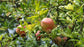 Pomegranate Tree - Live Starter Plants in 2 Inch Growers Pot - Punica Granatum - Edible Fruit Bearing Tree for The Patio and Garden