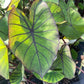 Colocasia Elephant Ear Plant - 4 Live Starter Plants - Colocasia Esculenta - Beautiful Large Leaf Foliage Starter Multipack