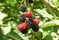 Apache BlackBerry Plant - Live Plant in a 2 Inch Pot - Rubus - Fruit Trees for The Patio and Garden