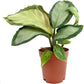 Calathea Prayer Plant - Live Plant in a 2 Inch Pot - Starter Plants - Beautiful and Elegant Easy Care Indoor Houseplants from The Nursery