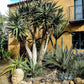 Hercules Aloe Tree - Live Plant in a 3 Gallon Growers Pot - Aloidendron &