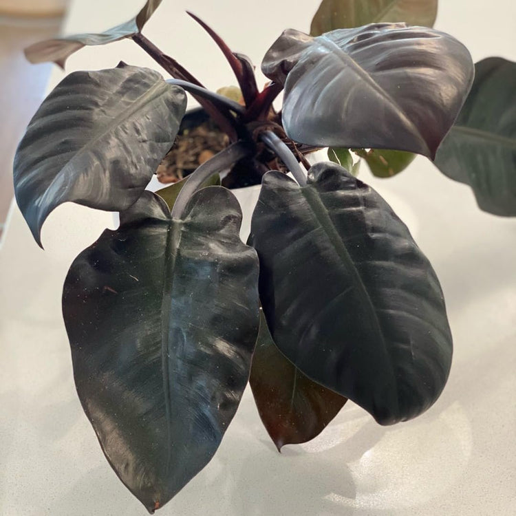 philodendron black cardinal large Black Cardinal Philodendron - Live Plant in a 4 Inch Pot