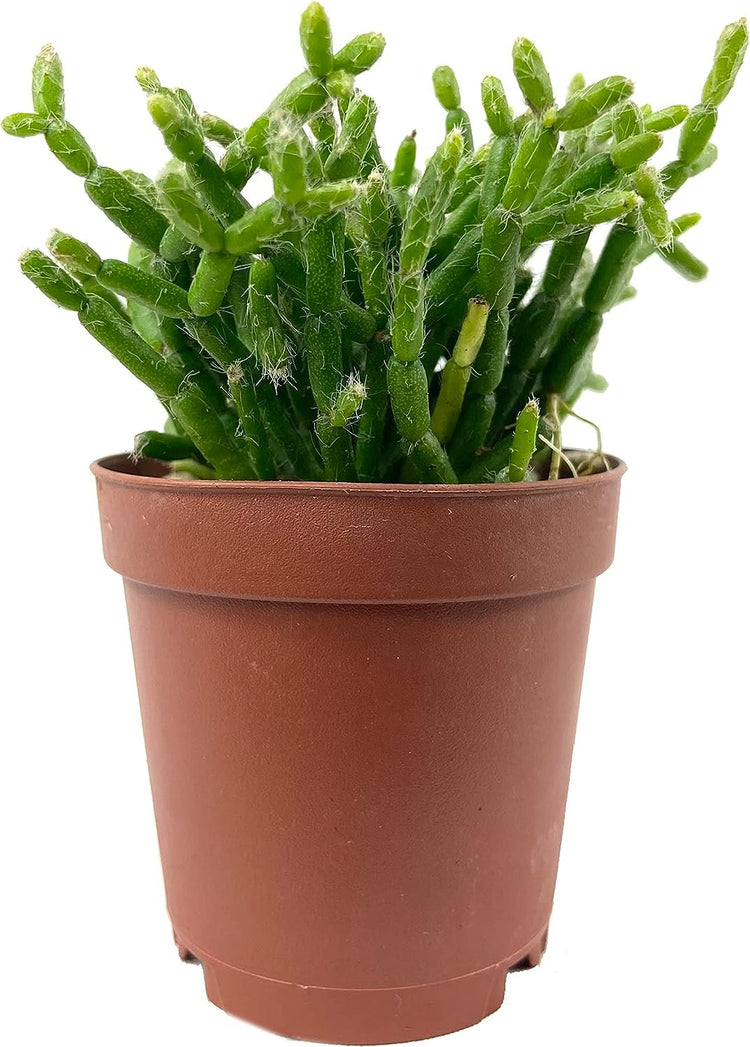 rhipsalis indoor plant Coral Cactus - Live Plants in 2 Inch Pots - Rice Cactus