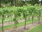 Muscadine Grape Vine with Trellis - Live Plant in a 3 Gallon Pot - 4 to 5 Feet Tall - Edible Fruit Bearing Vine