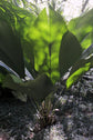 Joey Palm - Live Plant in a 1 Gallon Pot - Johannesteijsmannia Altifrons - Extremely Rare Ornamental Palms of Florida