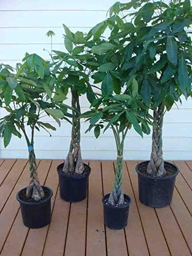 10 inch money tree Money Tree Braid - Live Plant in an 10 Inch Growers Pot - Pachira Aquatica