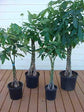 Money Tree Braid - Live Plant in an 10 Inch Growers Pot - Pachira Aquatica - Low Maintenance Pet Friendly Indoor Houseplant