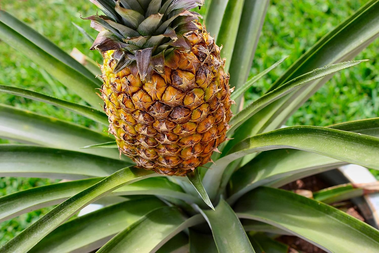 apple in pineapple plant Pineapple Plant - Live Plant in a 4 Inch Grower's Pot - Ananas Comosus