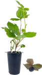 Blackberry Plant - Live Plants in 2 Inch Pots - Rubus - Fruit Trees for The Patio and Garden