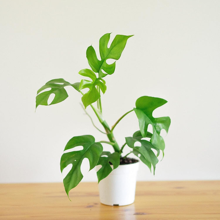 monstera ginny vs deliciosa Monstera Ginny Hanging Basket - Live Plant in a 6 Inch Hanging Pot